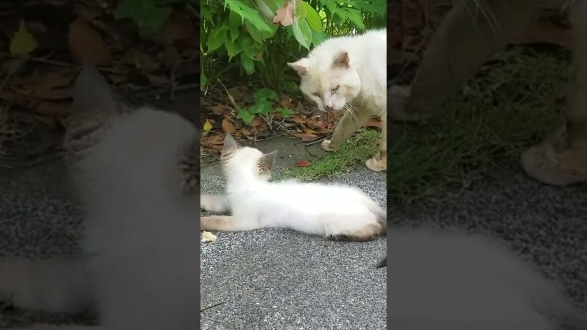 大きなお爺さん猫に場所を譲るシャム子猫 #Shorts