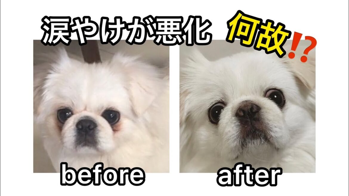 涙やけが改善した理由「挫折の日々」ペキニーズの飼い方