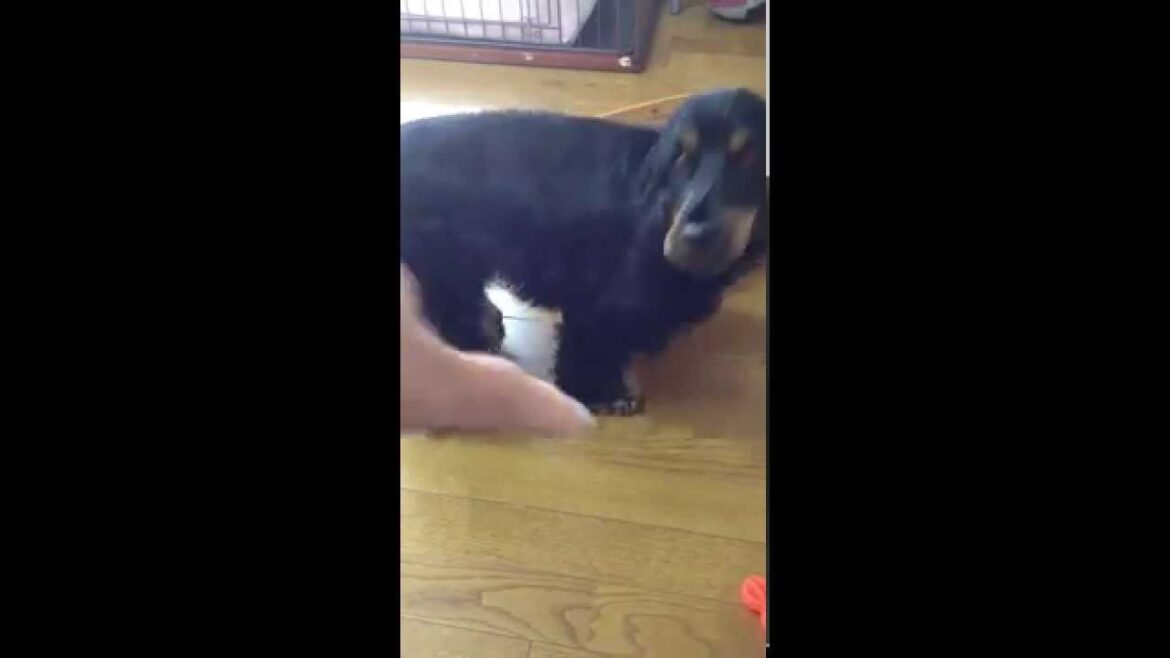 お片付けします。イングリッシュコッカースパニエル(*^。^*)犬の芸