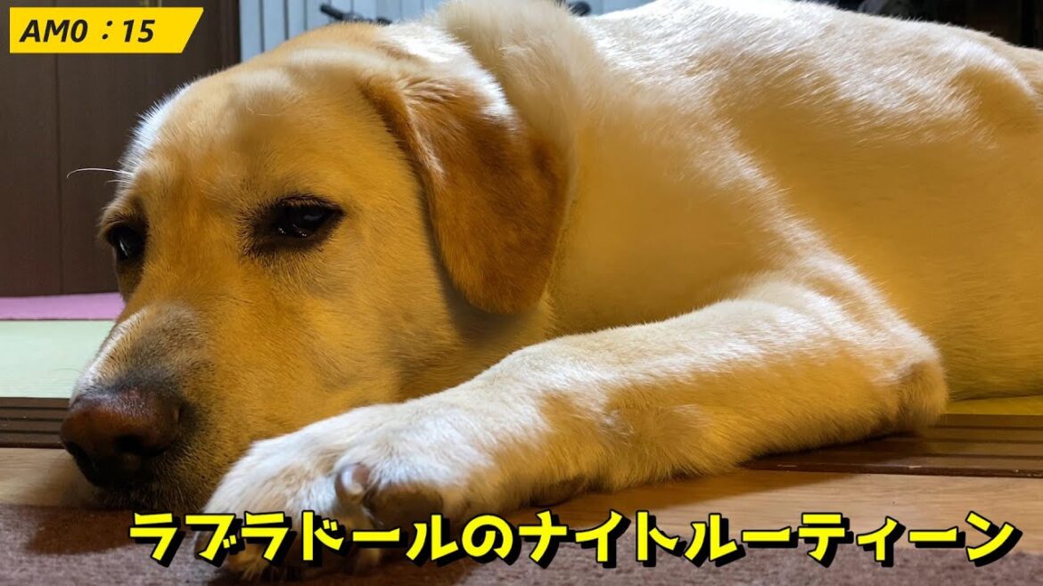 3歳になったラブラドールレトリーバー チャピーのナイトルーティーン / Labrador retriever "Chappy" night routine. 大型犬 トイレトレーニング