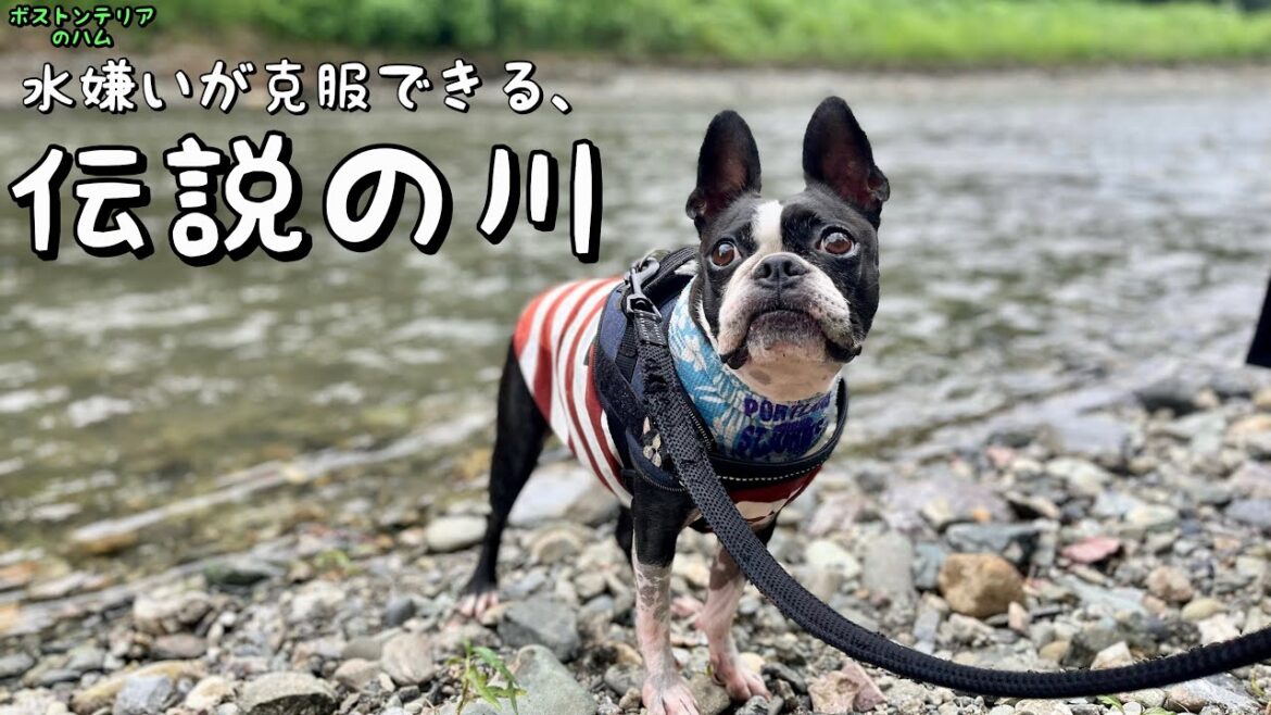 個室庭付きBBQに川遊び、夏を愛犬と満喫してやったぜ!!
