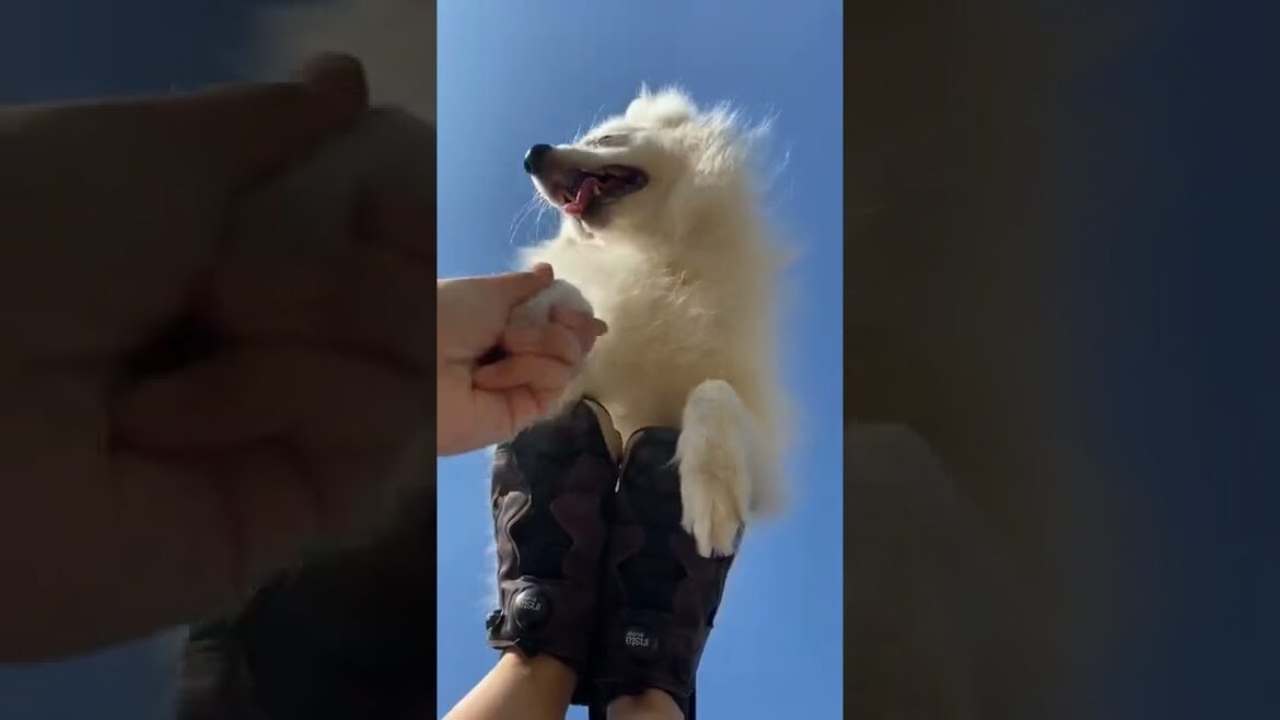 飼い主の足の裏に乗ってリラックスしだす日本スピッツ(7.4kg)#dog #shorts