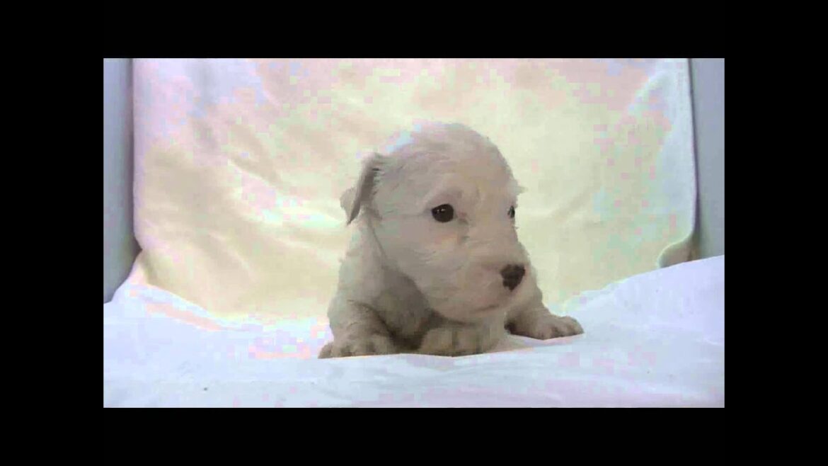 シーリハムテリアの子犬06