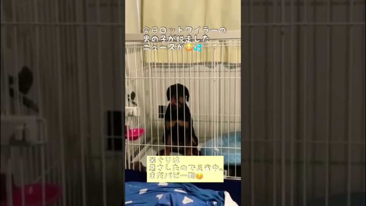 【大型犬】ロットワイラーは危なくないです #shorts #ニュース