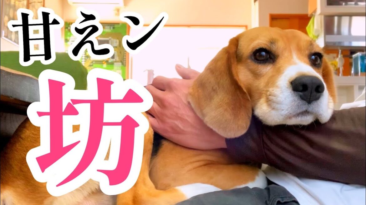 ビーグル犬はいつまでたっても甘えん坊