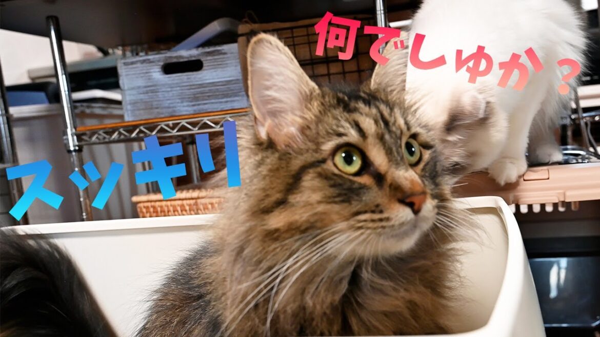 大型猫用トイレを１カ月使ってみた感想！気に入って出てこないメインクーンと使い方を学ぶ妹ラグドールがかわいい！