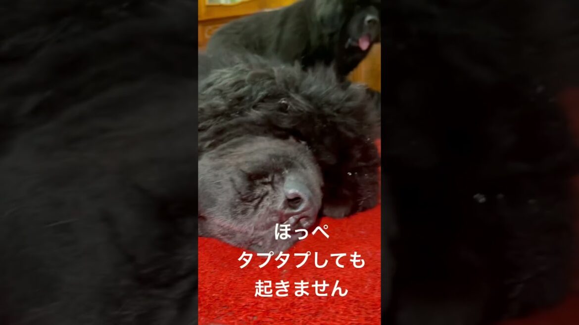 【ほっぺタプタプ】 #超大型犬 #bigdog #ニューファンドランド