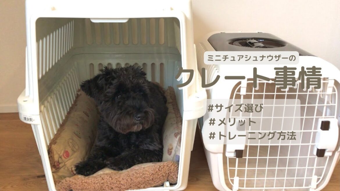 【クレートあれこれ】トレーニング方法, 失敗したサイズ選び, メリットなど | ミニチュアシュナウザー