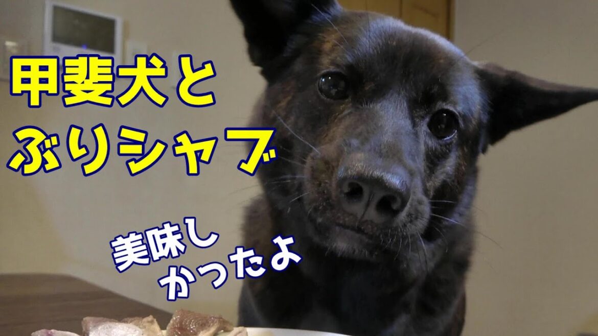 甲斐犬とぶりしゃぶを食べる