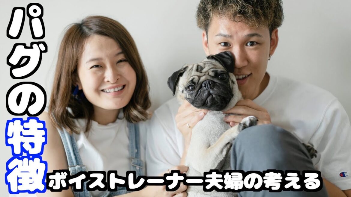 パグの特徴や悩み、全部お話しします！【パグ2歳】