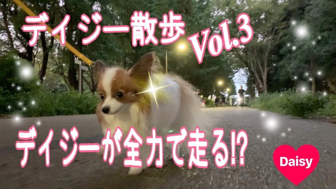 デイジー散歩🌼Vol.3【パピヨン】☆デイジー