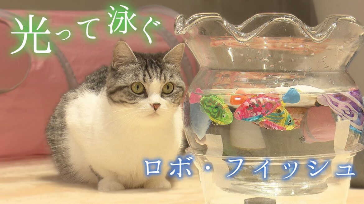 猫と泳ぐ魚ロボ【スコティッシュフォールド】