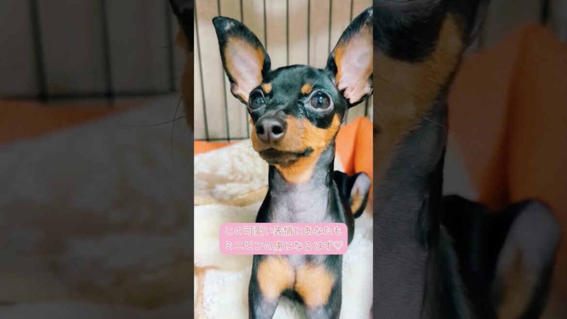 可愛くてごめん…♡あなたもミニピンの虜…♡ #ミニチュアピンシャー #犬 #可愛い #shorts