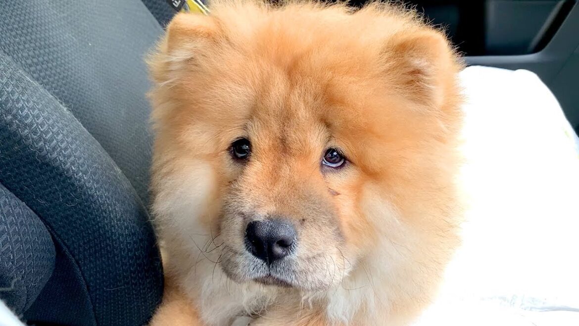 度重なるワクチン注射にそろそろ本当に泣きそうなチャウチャウ犬