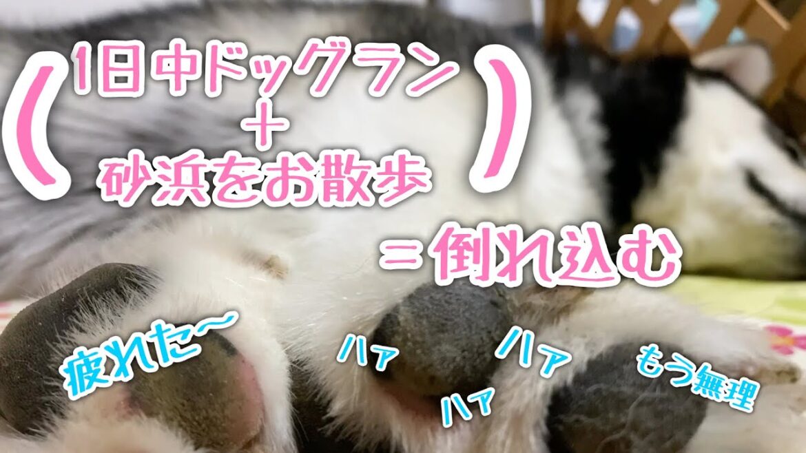 疲れ果てたアラスカンマラミュート【桜空】