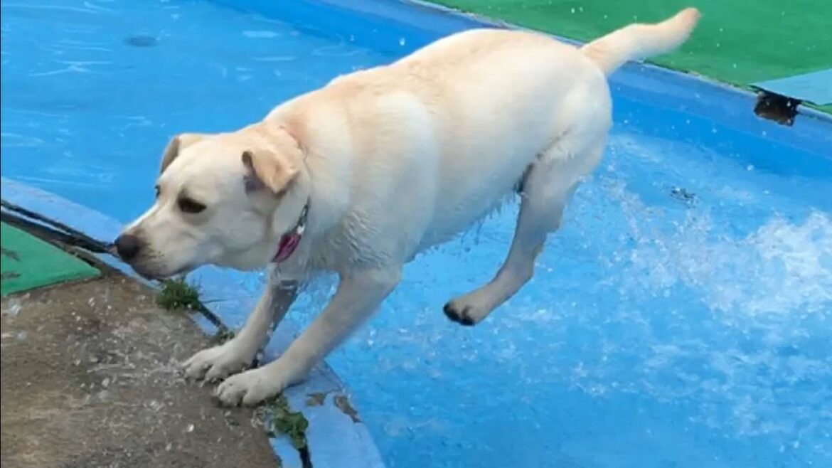 【動物おもしろハプニング】絶対笑う、衝撃動画。ラブラドールレトリバーどんのひとり爆笑映像集 LABRADOR RETRIEVER DON