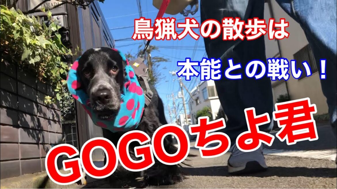 【日常】ちよ君と散歩は一苦労【イングリッシュ コッカースパニエル】