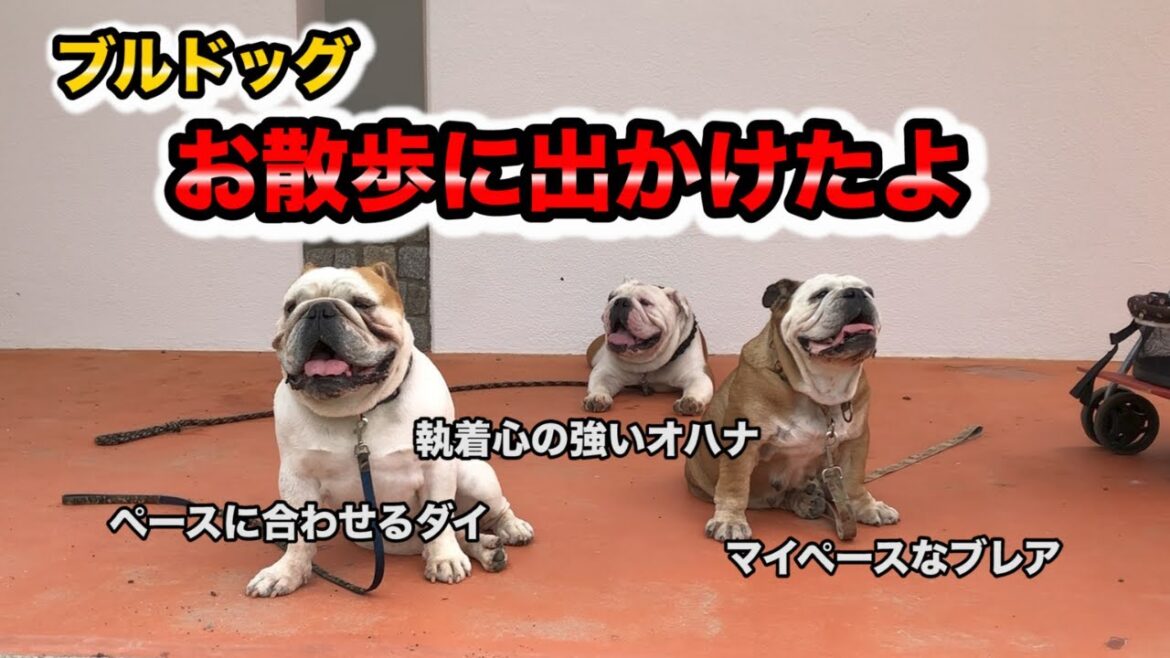犬『ブルドッグ』お散歩に出かけたよ! 犬『ブルドッグ』お散歩に出かけたよ!