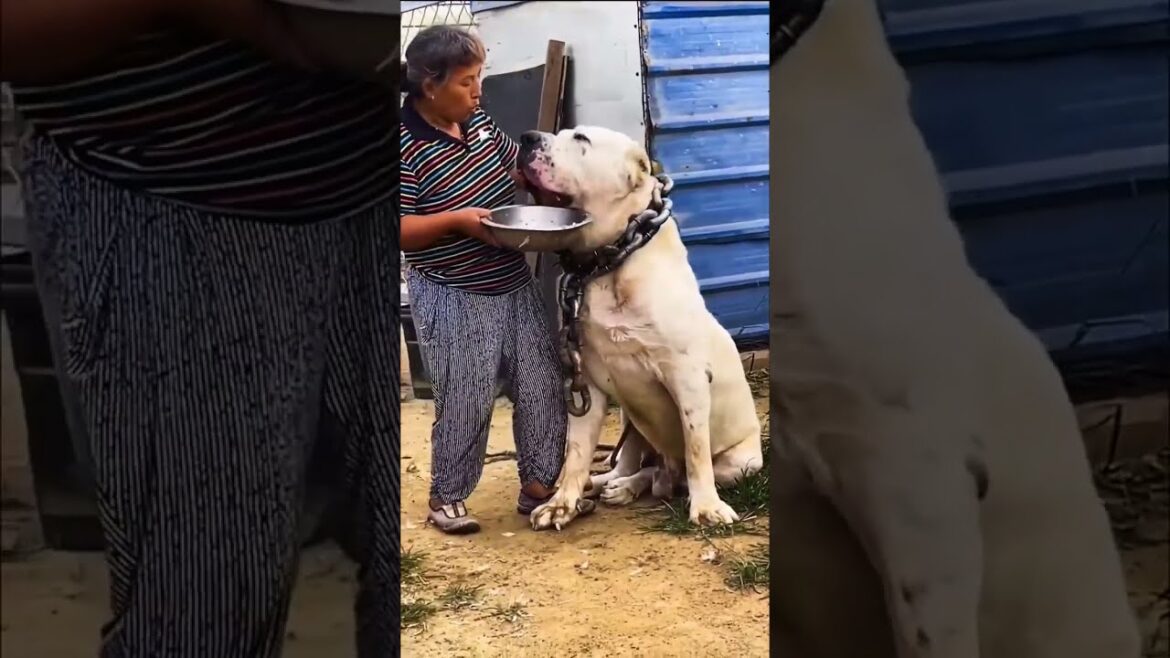 The biggest dog in the world#short #shortsvideo  #biggestdogs #bigdog