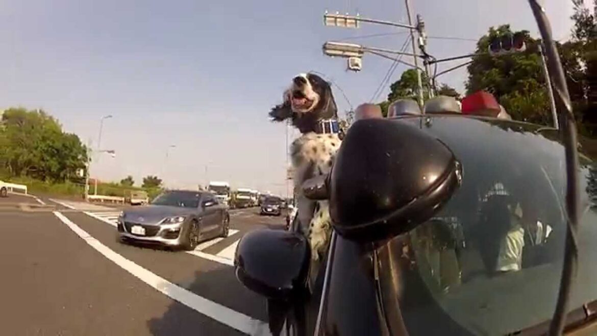 イングリッシュセッター　リズ　K-9 UNIT 初パトロール
