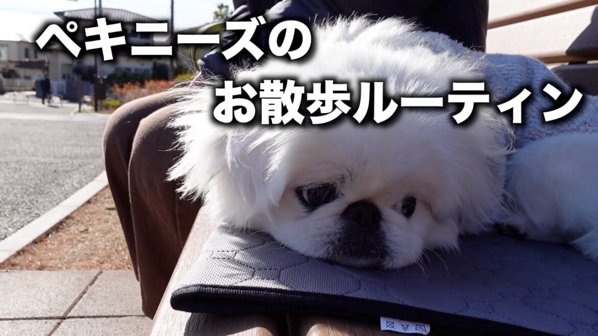【初投稿】（ほぼ）ペキニーズのお散歩ルーティン