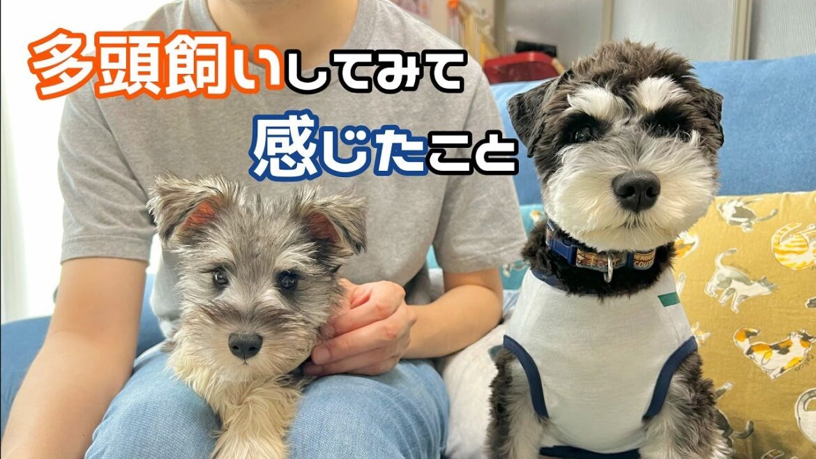 【ミニシュナ多頭飼い】多頭飼いの楽しみ方！違いがあるから楽しい！！【ミニチュアシュナウザー子犬】