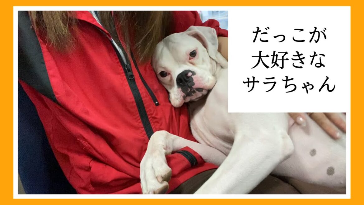 【ボクサー犬サラ】抱っこが大好きなサラちゃん