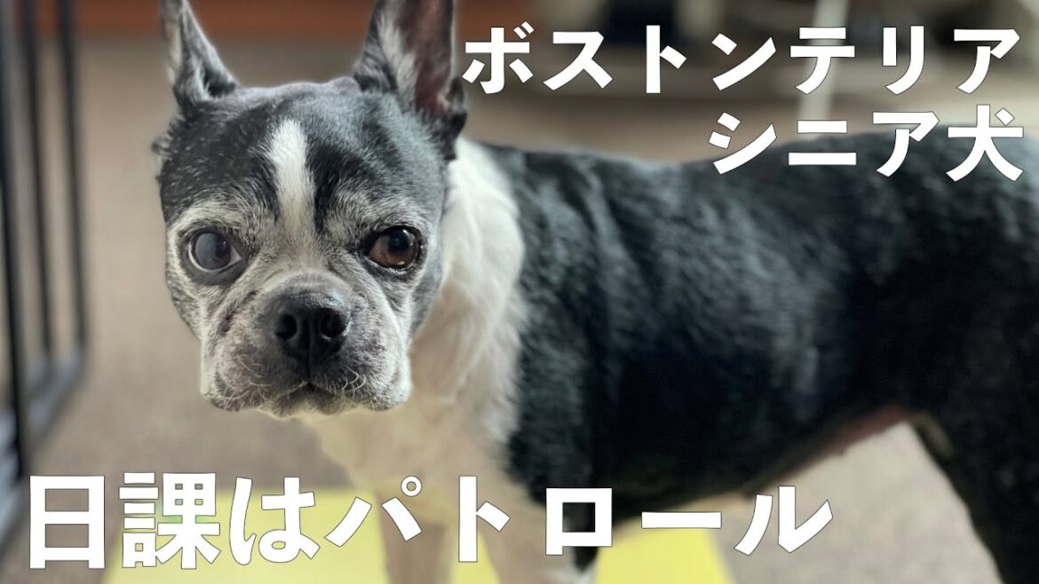 シニア犬15歳の日常【ボストンテリア】