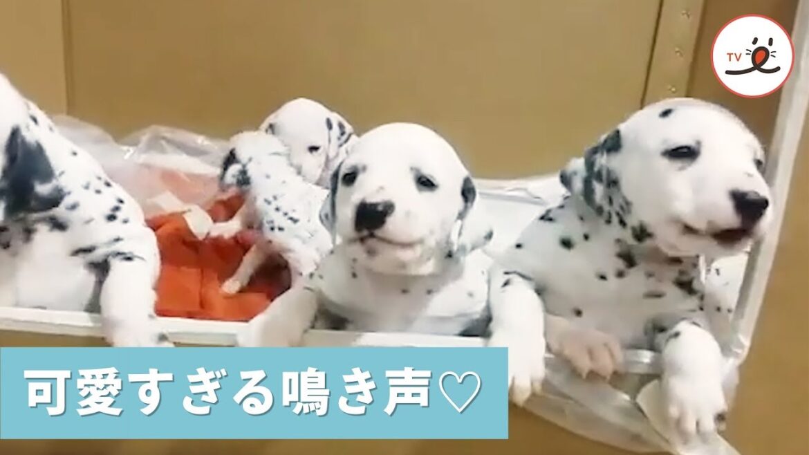 クゥンクゥン💕 赤ちゃんダルメシアンたちの声に、胸キュンが止まらない😍💘【PECO TV】