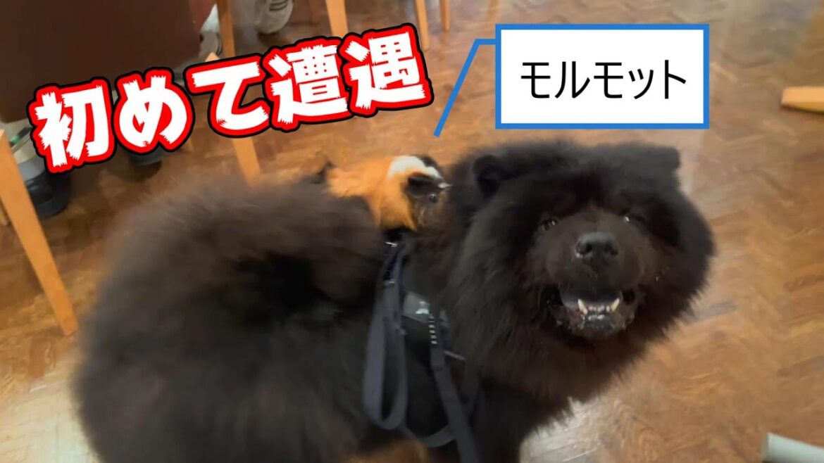 【自分を犬だと思っているモルモット】とチャウチャウの交流が面白過ぎたWWW