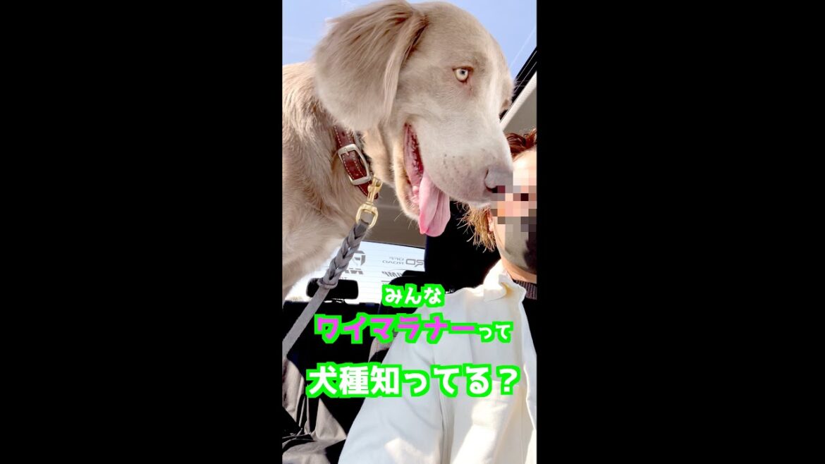 みんな【ワイマラナー】って犬種知ってる？#shorts