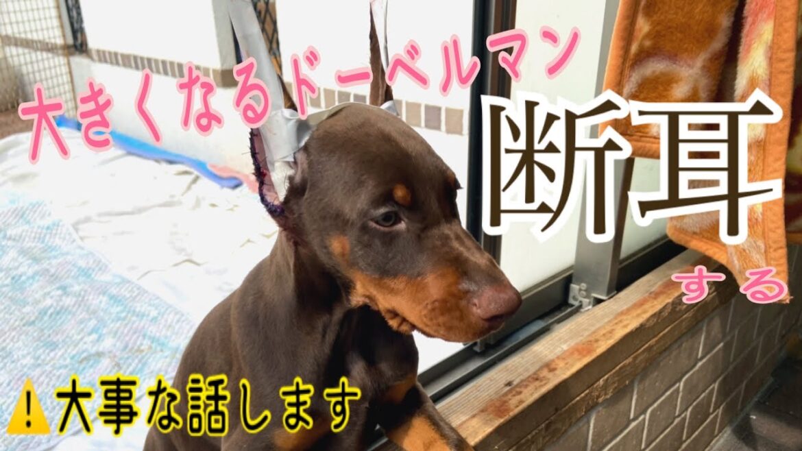 大きくなるドーベルマン、断耳する！/大事な話します