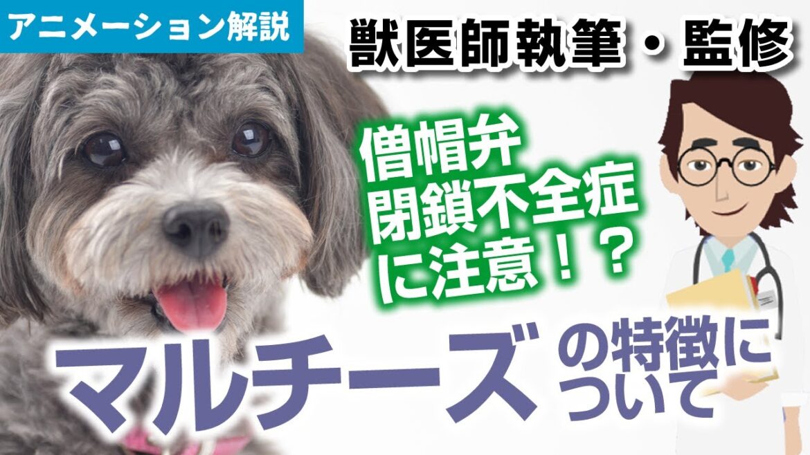 マルチーズの特徴や気を付けたい病気など【獣医師執筆監修】