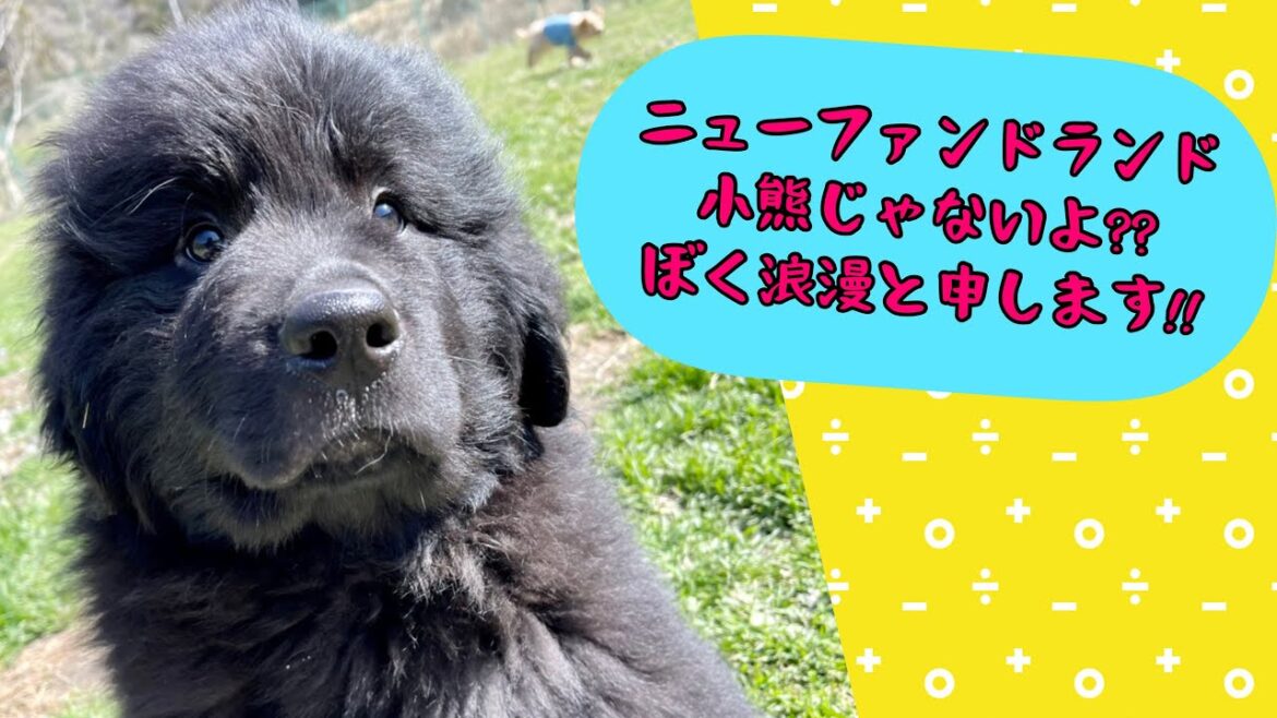 【超大型犬】ニューファンドランドの浪漫くん【小熊じゃないよ‼︎】