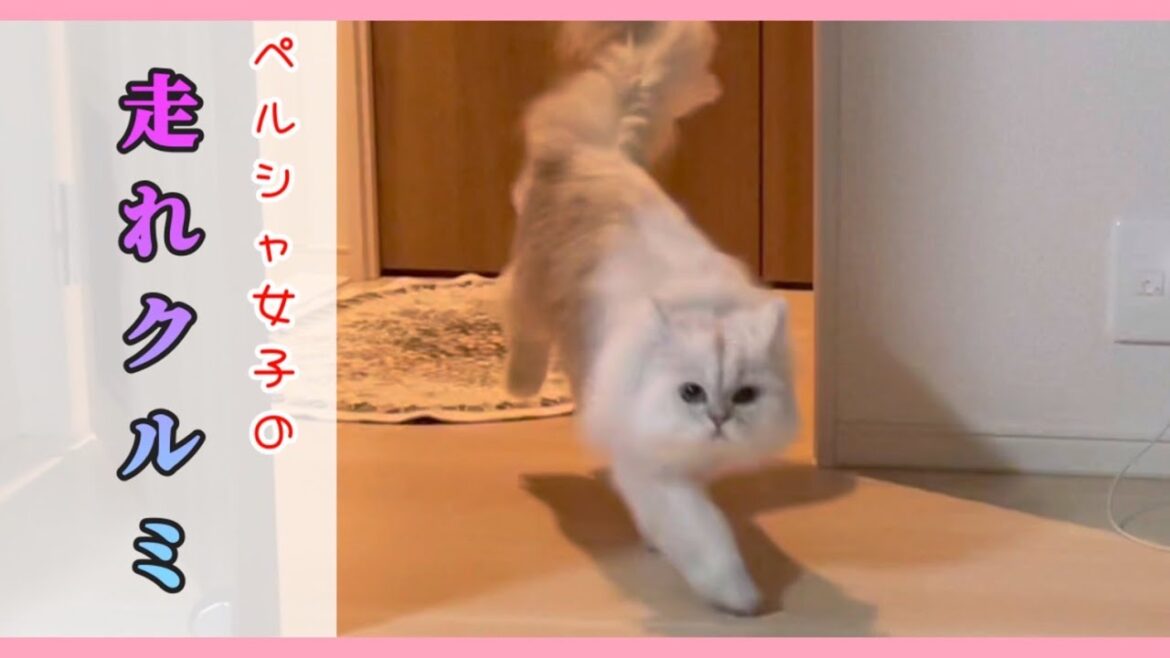 【猫動画】ペルシャ女子の『走れクルミ』