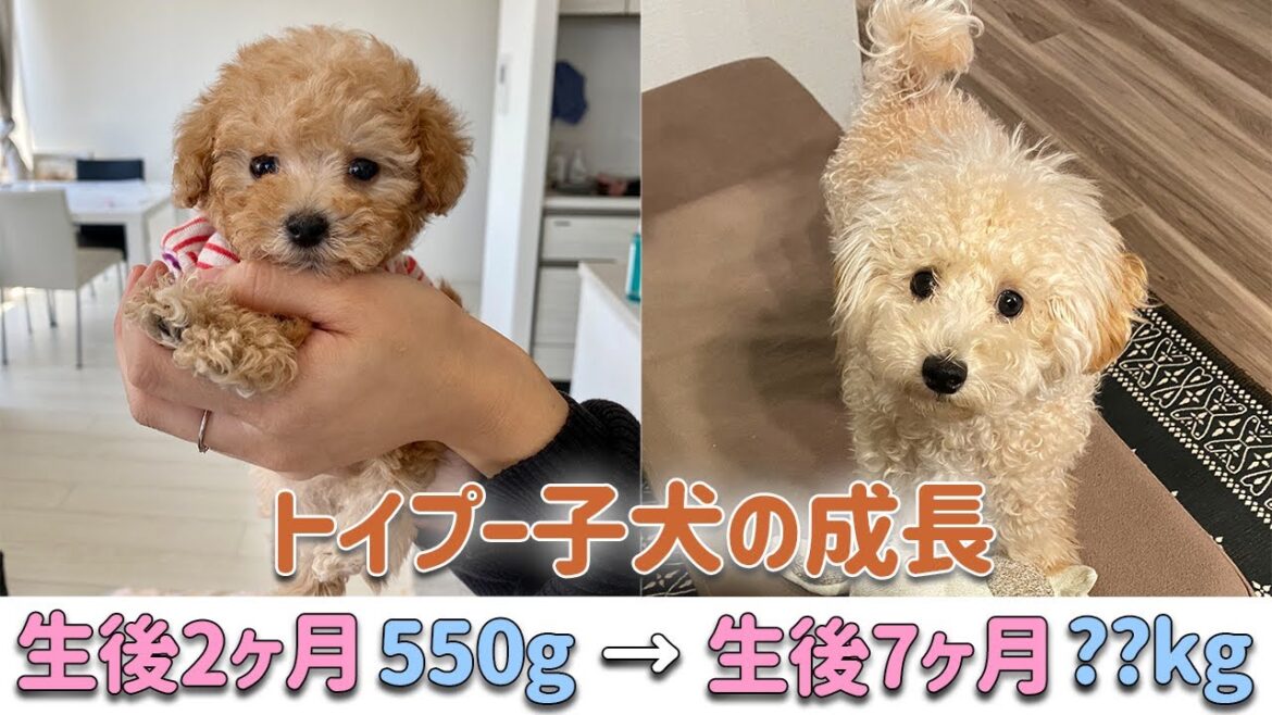 トイプードル子犬の成長記録♪生後2〜7ヶ月の体重推移まとめ