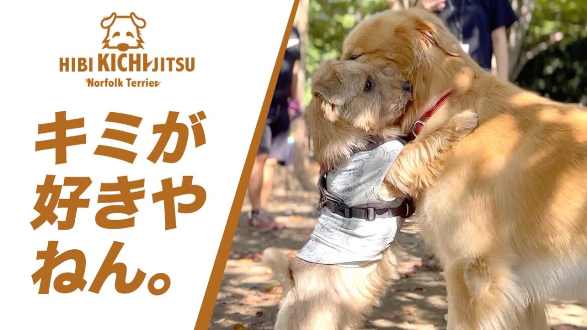 キミが好きやねん in 代々木公園ドッグラン 【ノーフォークテリア  norfolkterrier  犬 dog  】 キミが好きやねん in 代々木公園ドッグラン 【ノーフォークテリア  norfolkterrier  犬 dog  】