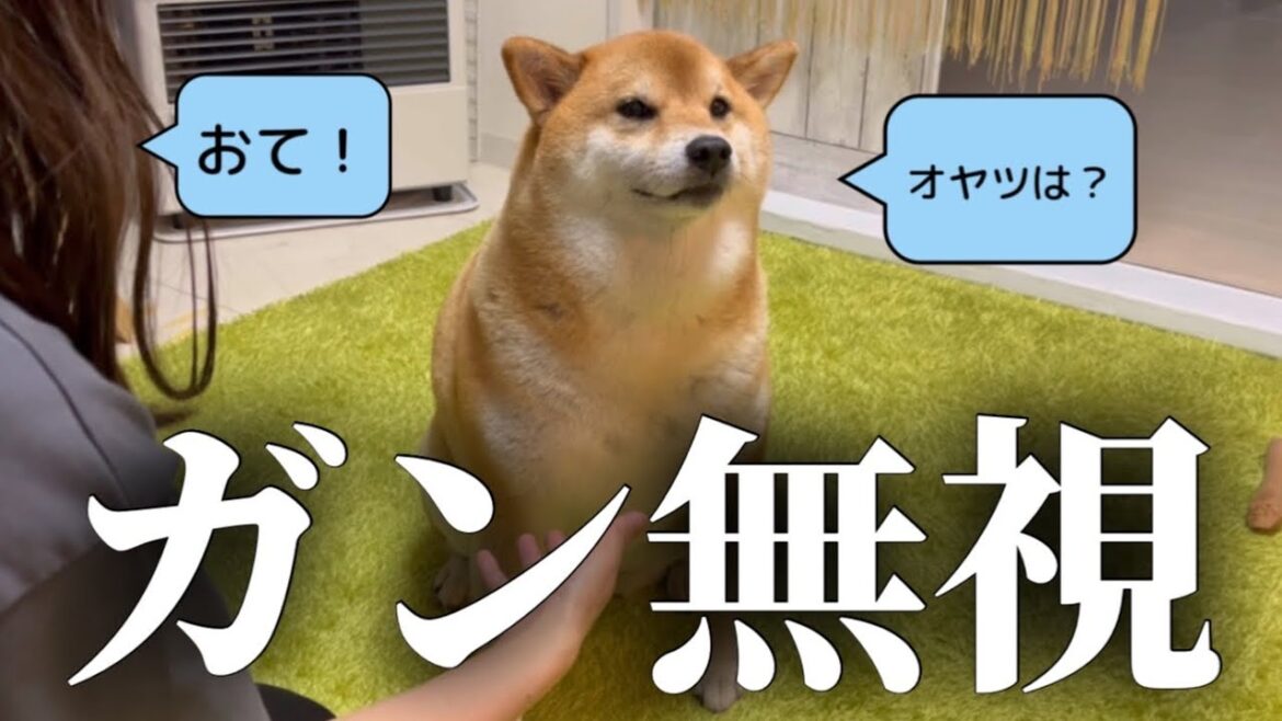 【気分屋】気まぐれな柴犬はオヤツを目の前にしないと中々お手をしない