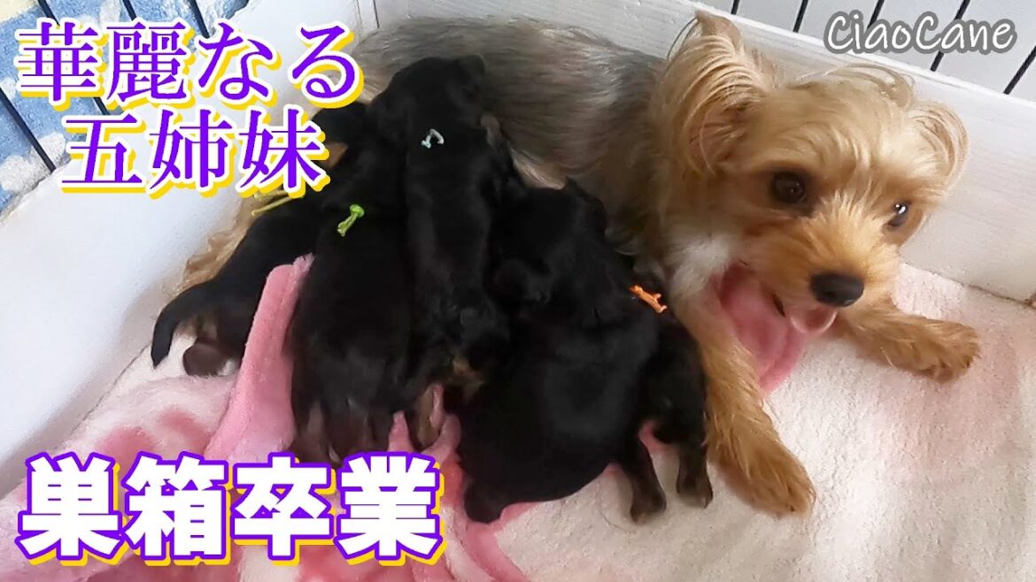 華麗なる五姉妹巣箱卒業!!【ヨークシャーテリア専門犬舎チャオカーネ】