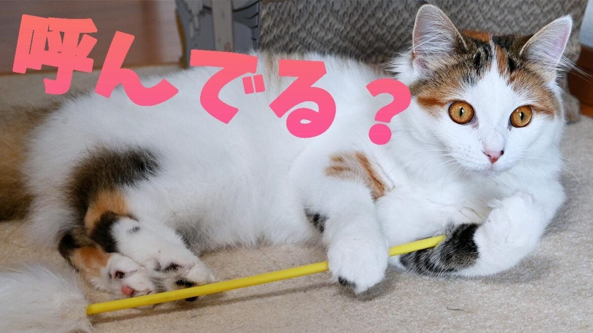 サイベリアンとラグドールのかわいい遊び!メインクーンはずっと飼い主を呼んでいます。今日もみんな仲良し! サイベリアンとラグドールのかわいい遊び!メインクーンはずっと飼い主を呼んでいます。今日もみんな仲良し!