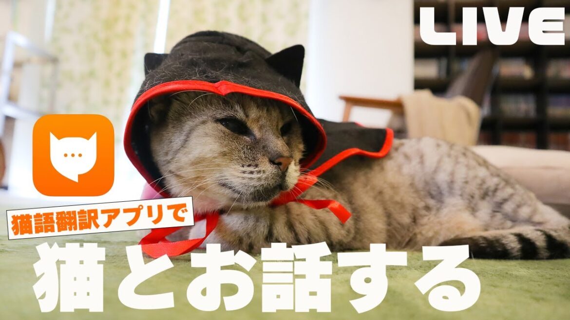 話題の猫語翻訳アプリでオシキャットのあんずとお話する生配信