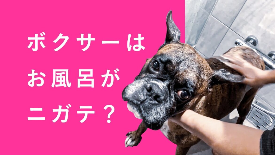 シャワー中の表情が面白すぎるボクサー犬