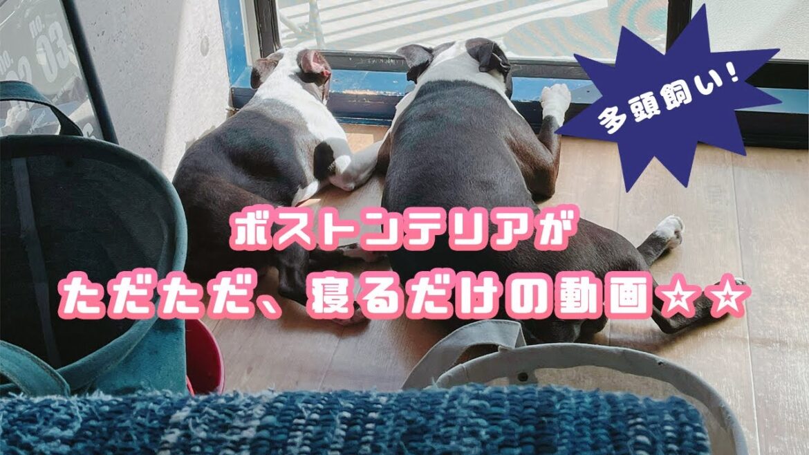 第17話「2匹のボストンテリアが仲良く寝るだけの動画全集」