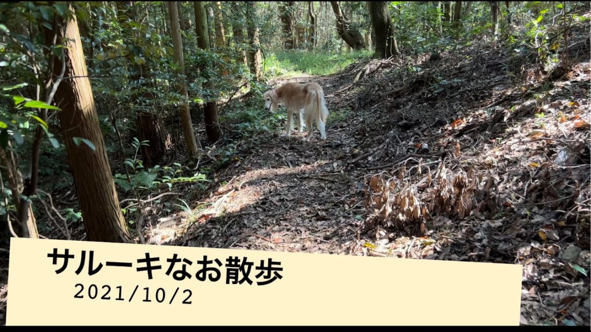 サルーキなお散歩　2021/10/2