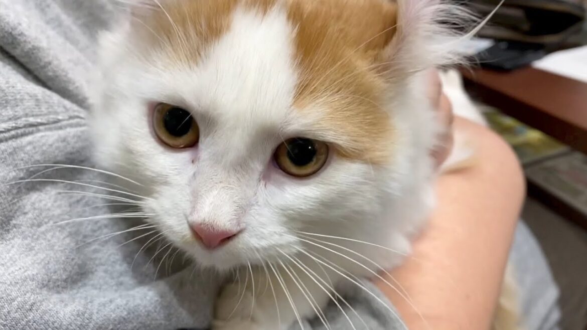 ショップで売れ残っていた病気がちの子猫をお迎えしました。
