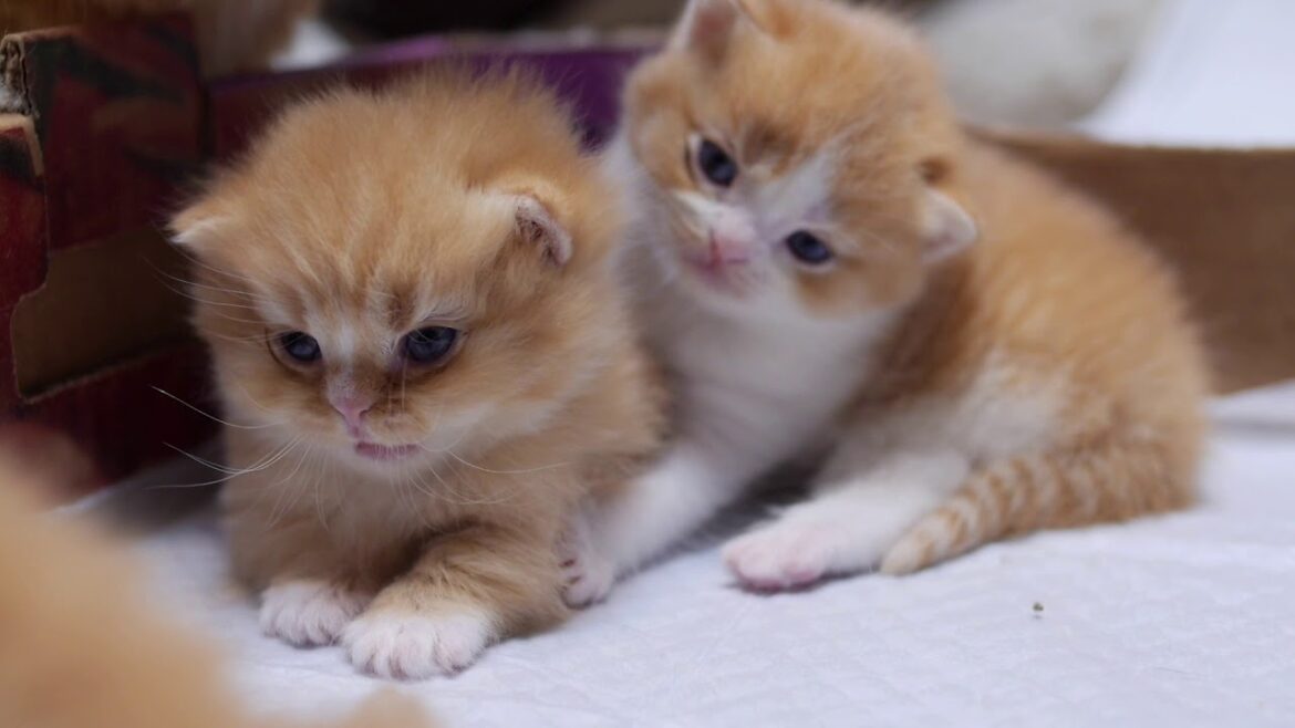 Cute kitty compilation 可愛いマンチカンの子猫の動画集【マンチカンズ 】