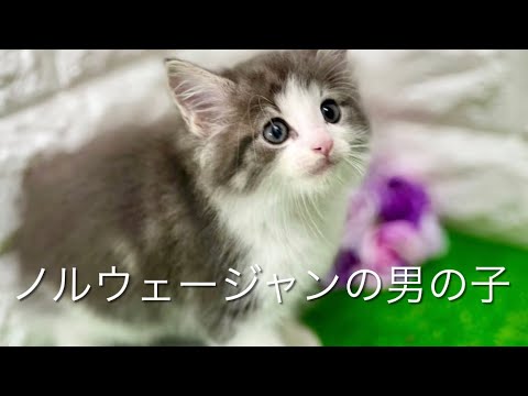 ノルウェージャンフォレストキャットの子猫 (中之島) ノルウェージャンフォレストキャットの子猫 (中之島)
