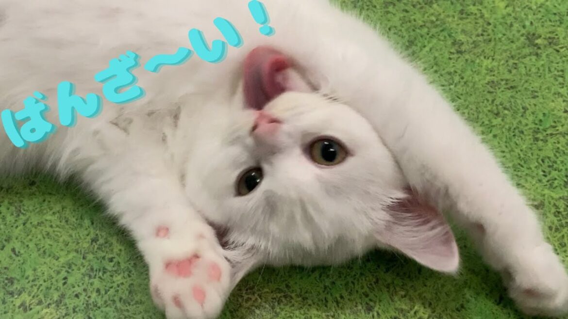 クセ強めｗスコティッシュフォールドの子猫のグルーミング【＃Shorts】