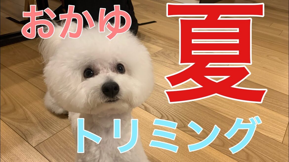 ビションフリーゼのサマーカット！ボサボサからサッパリ大変身【真っ白もふもふトリミング】