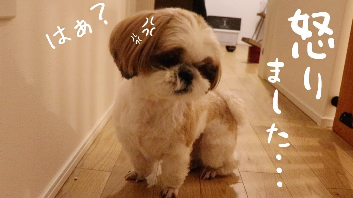 【シーズー】しつこく悪戯したら温厚な子がめっちゃ怒りましたwww|犬Vlog 【シーズー】しつこく悪戯したら温厚な子がめっちゃ怒りましたwww|犬Vlog